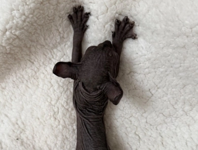 Ross Sphynx