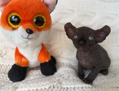 Ross Sphynx