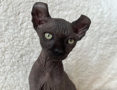 Ross Sphynx