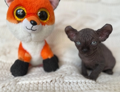 Ross Sphynx