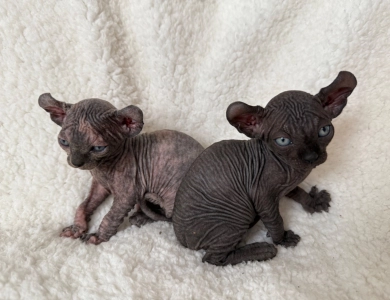 Ross Sphynx