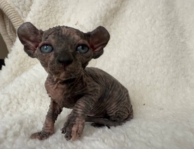 Phoebe Sphynx