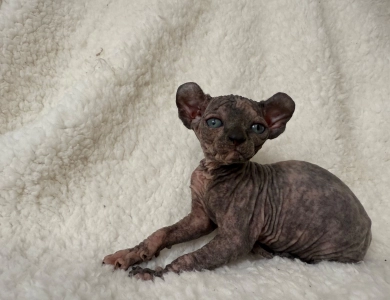 Phoebe Sphynx