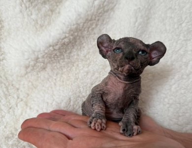 Phoebe Sphynx