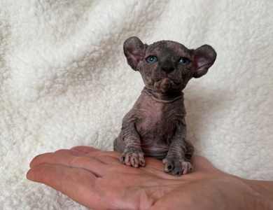 Phoebe Sphynx