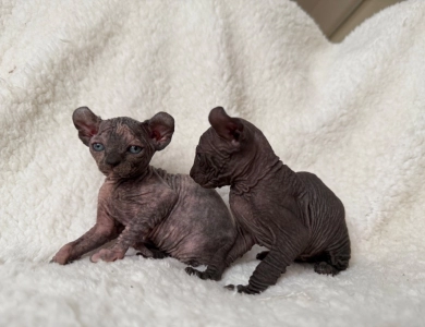 Phoebe Sphynx