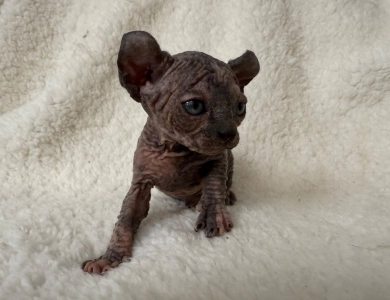 Phoebe Sphynx