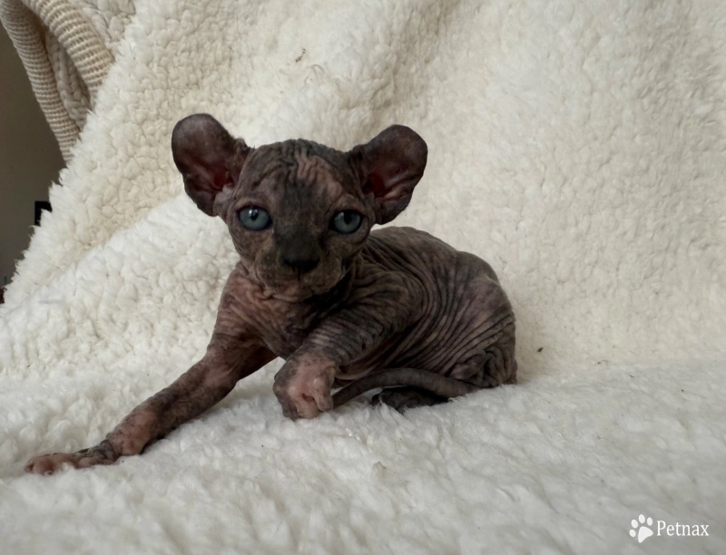 Phoebe Sphynx