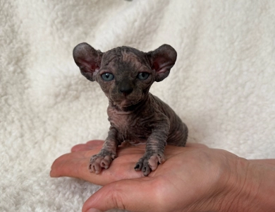 Phoebe Sphynx