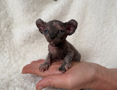 Phoebe Sphynx
