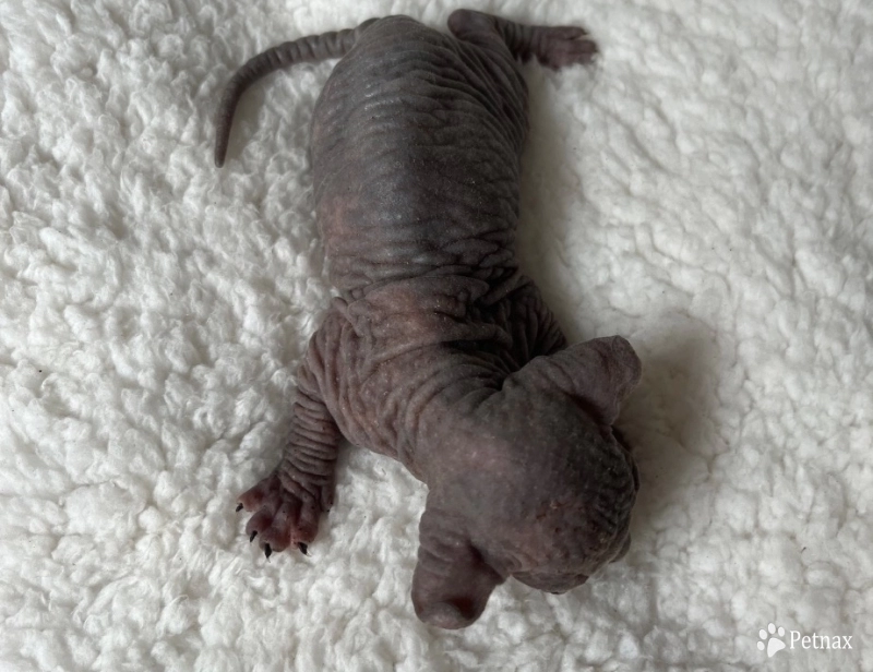 Rachel  Sphynx