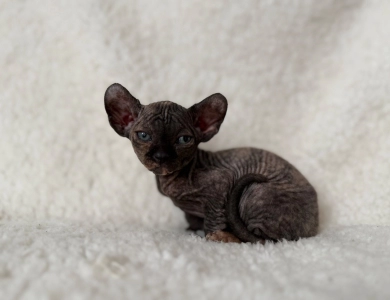 Monica Sphynx