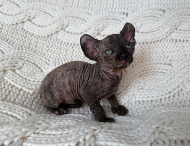Monica Sphynx