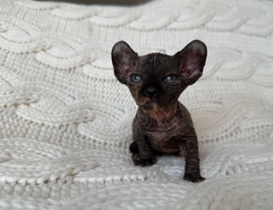 Monica Sphynx