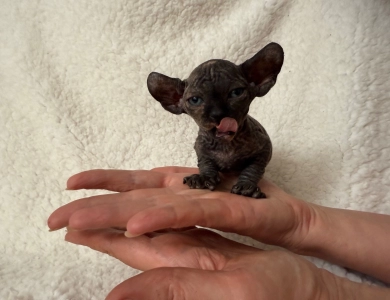 Monica Sphynx