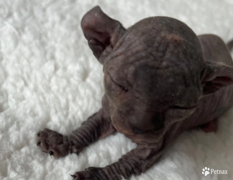 Monica Sphynx