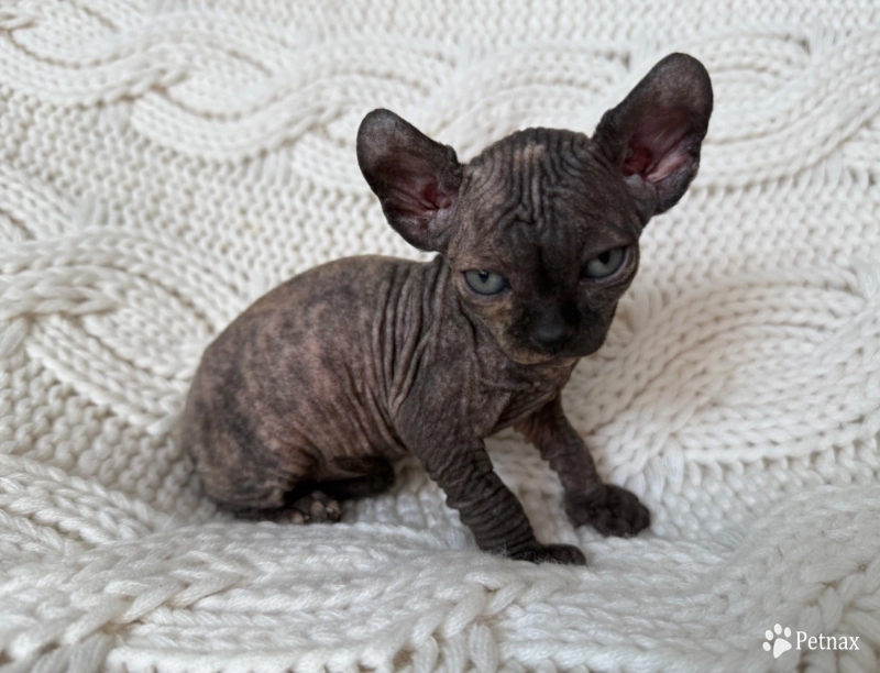 Monica Sphynx