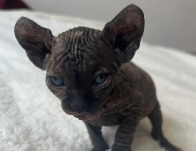Monica Sphynx