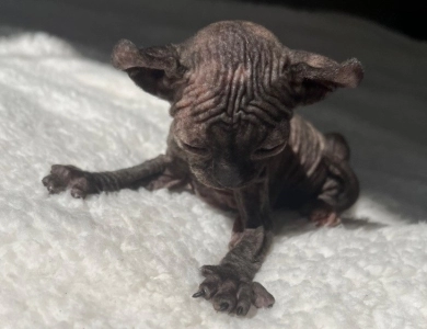 Monica Sphynx