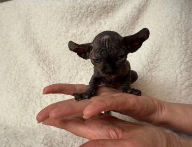 Monica Sphynx