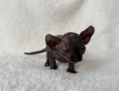 Monica Sphynx