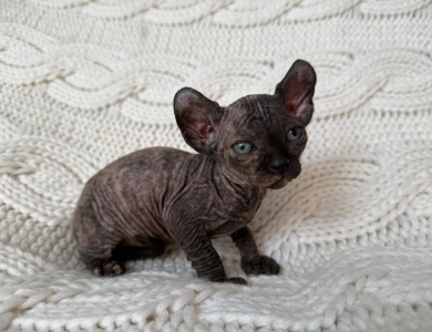 Monica Sphynx