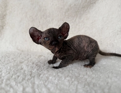 Monica Sphynx