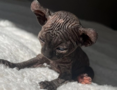 Monica Sphynx