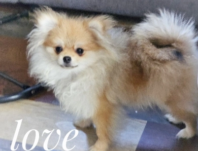 Love - Teacup Pomeranian