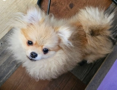 Love - Teacup Pomeranian