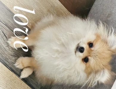 Love - Teacup Pomeranian