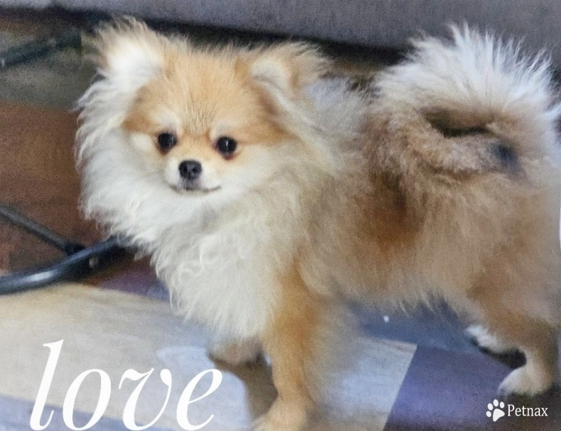 Love - Teacup Love - Teacup Pomeranian