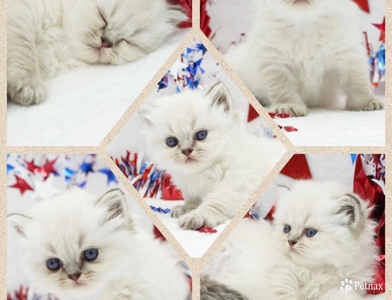 Benny Benny Persian
