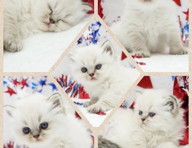 Benny Persian
