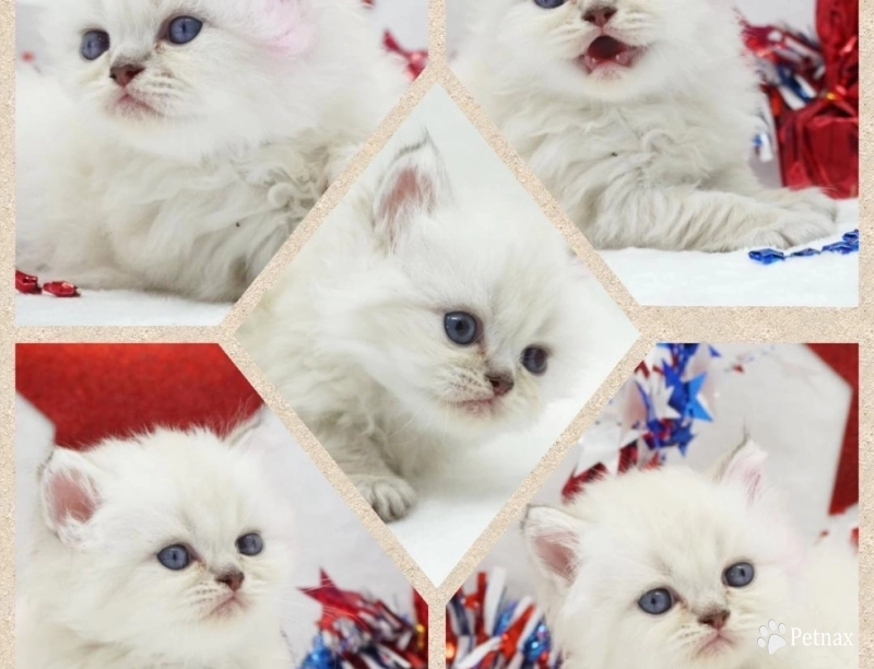 Vinnie Vinnie Persian