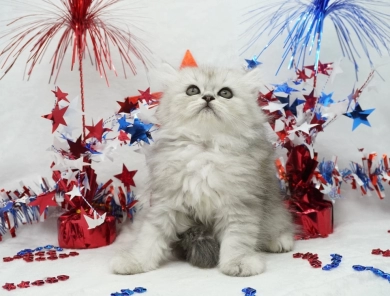 Sydney  Persian