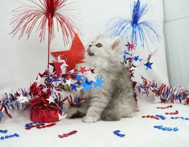 Sydney  Persian