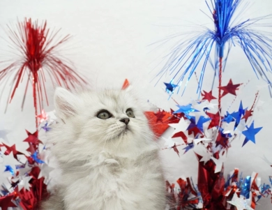 Sydney  Persian