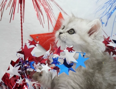 Sydney  Persian