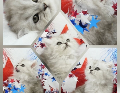 Sydney  Persian