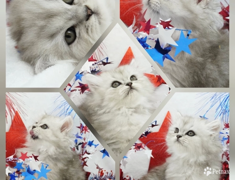 Sydney Sydney Persian