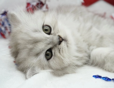 Sydney  Persian