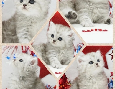 Sydney  Persian