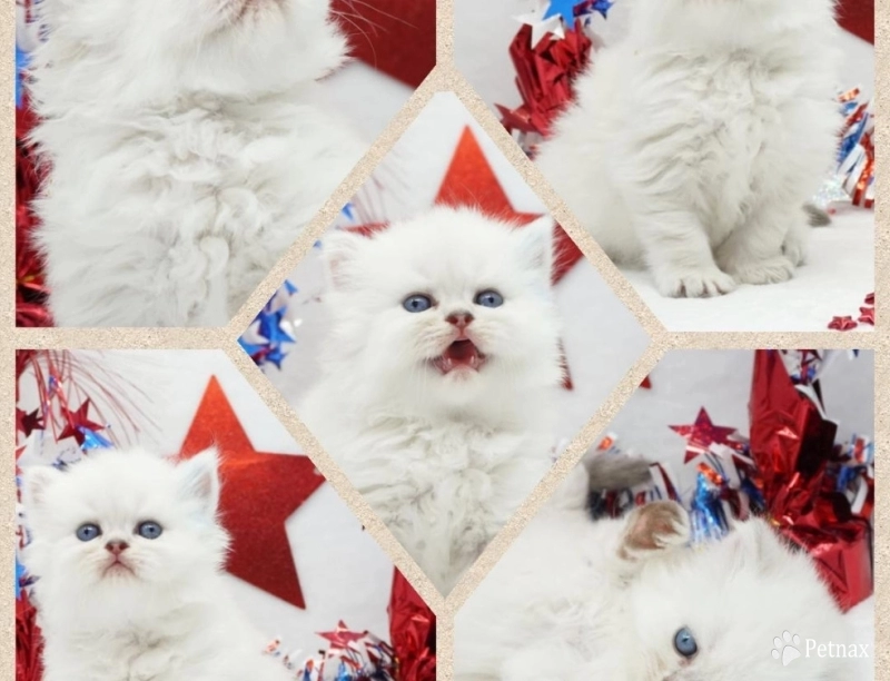 Charlie Charlie Persian