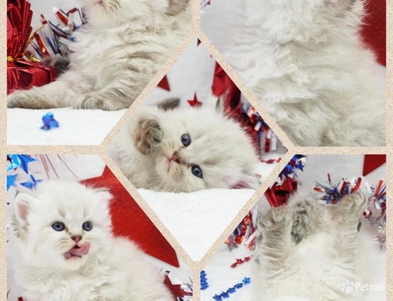 Benji Benji Persian