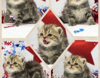 Chip Persian