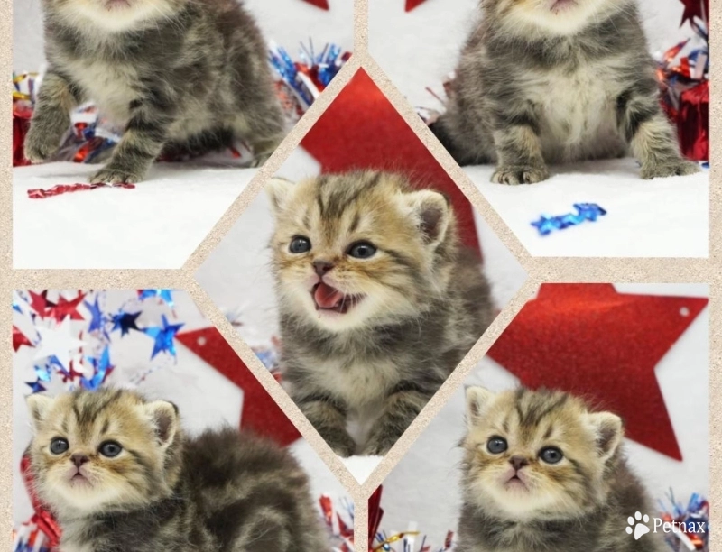 Chip Chip Persian