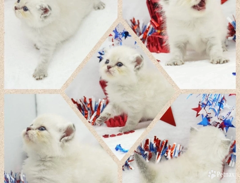 Jozie Jozie Persian