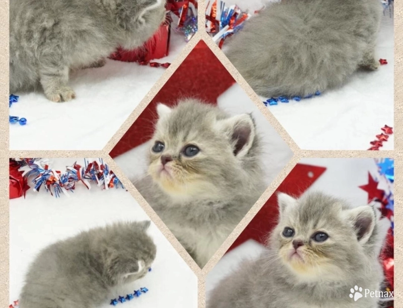 Paige Paige Persian