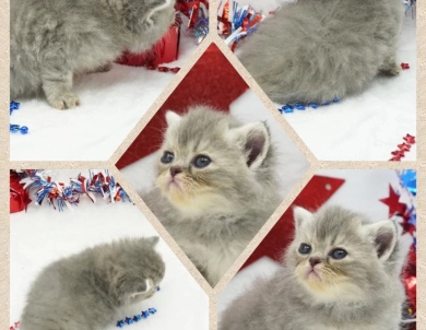 Paige Persian